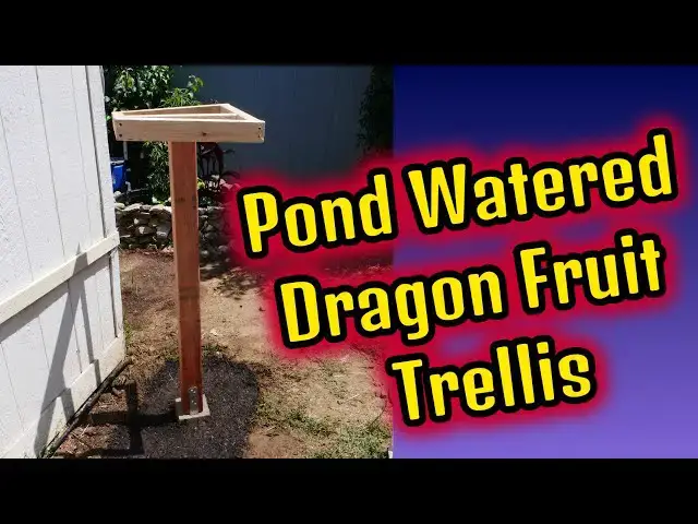 Video thumbnail for Unboxing Dragonfruit and setting up trellis watered by my Fish Trough