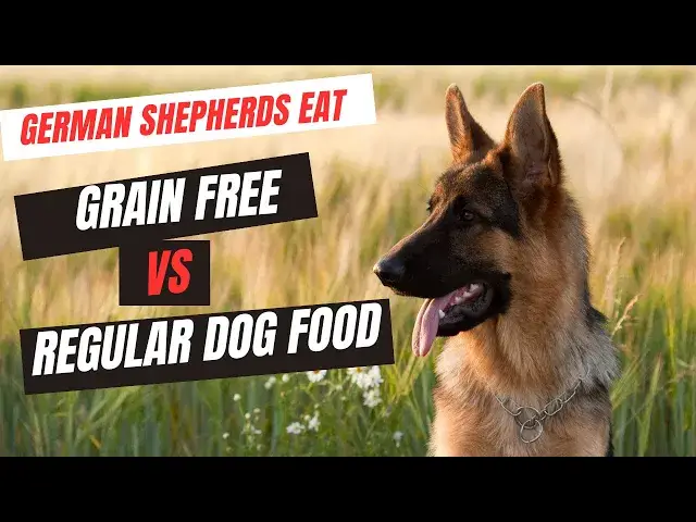 'Video thumbnail for Grain Free vs. Regular Dog Food:  What's Best for a German Shepherd Puppy?'