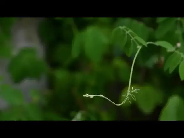 Video thumbnail for CLIMBER GREEN PLANT