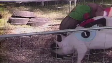 'Video thumbnail for Bob Uecker & Christopher Johnston introduces Pig Racing on The Wacky World of Sports'