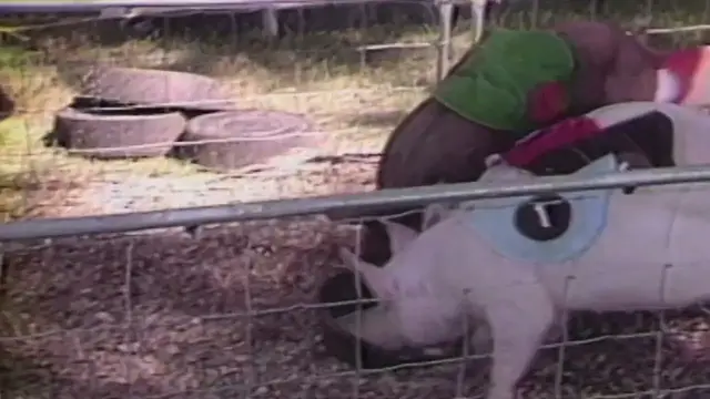 'Video thumbnail for Bob Uecker & Christopher Johnston introduces Pig Racing on The Wacky World of Sports'