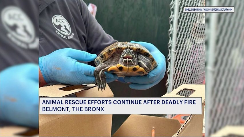Video thumbnail for Rescue efforts continue to find lost pets after deadly Belmont fire