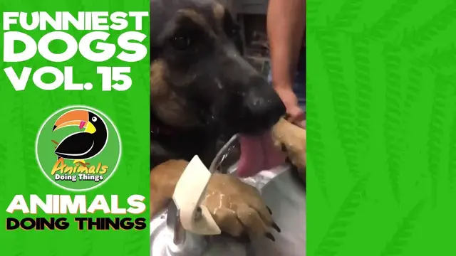 'Video thumbnail for Funny Dogs Vol. 15 | Animals Doing Things'