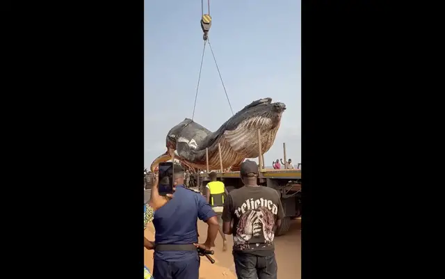 Video thumbnail for 12-tonne whale removed from DR Congo beach