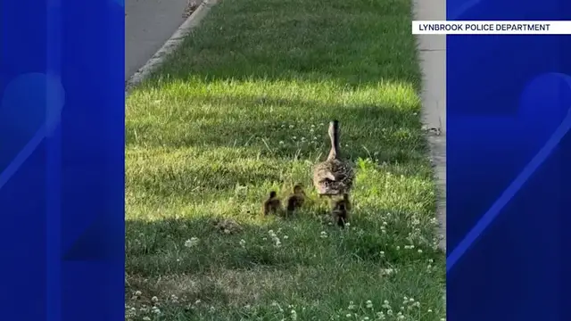 Video thumbnail for Lynbrook Fire Department rescues four ducklings from storm drain