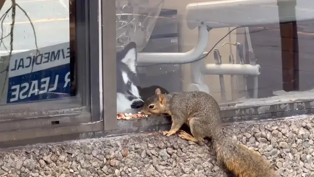 Video thumbnail for Dog Wants the Squirrel So Bad
