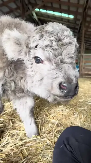 Video thumbnail for Fluffy Baby Highland Calf Exploring the Barn