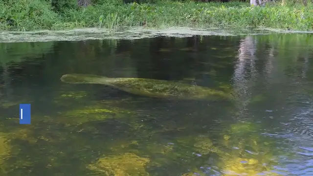 Video thumbnail for Juniper Springs