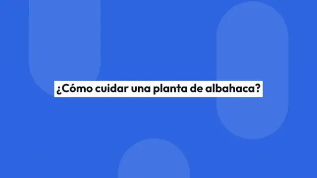 Video thumbnail for Cuidado de la albahaca en maceta: consejos y técnicas de cultivo.