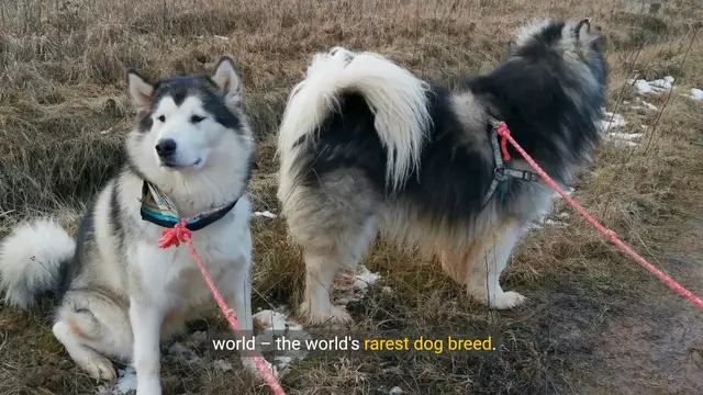 Video thumbnail for Unveiling the World's Rarest Dog Breed: The Xanadu Tibetan Mastiff