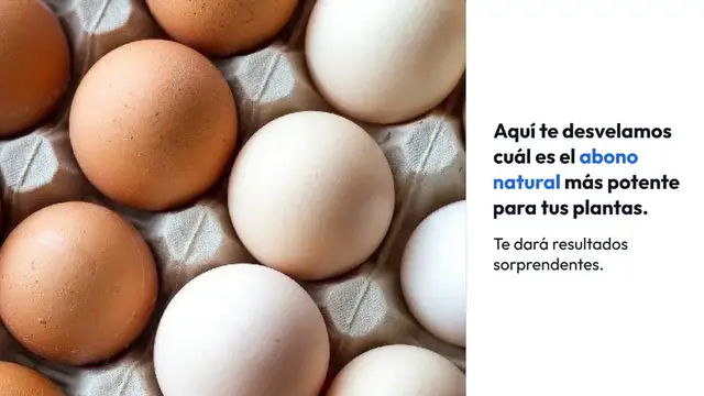 Video thumbnail for El abono natural más potente para tus plantas: resultados casi inmediatos