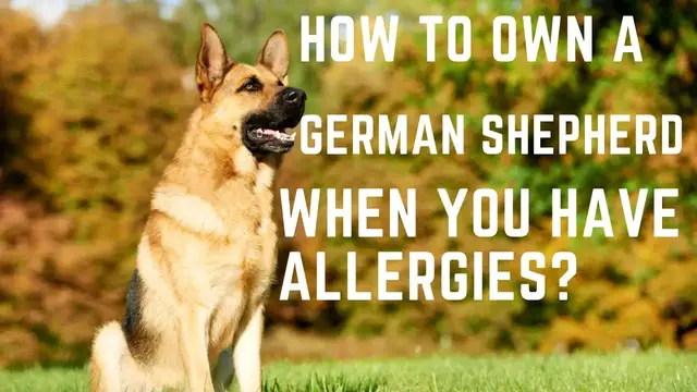 'Video thumbnail for How To Own A German Shepherd When You Have Allergies'