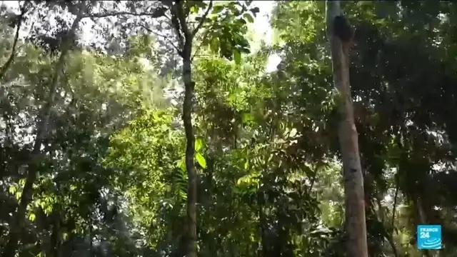 Video thumbnail for The crucial role of Congo's rainforest