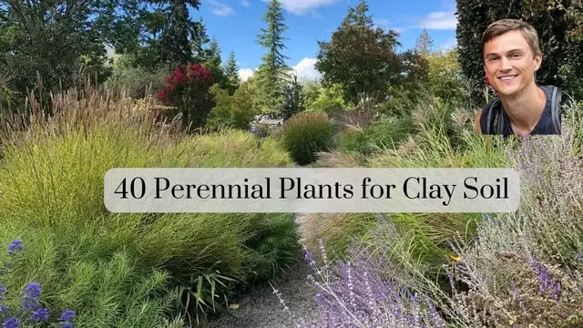 Video thumbnail for 40 Perennial Plants for CLAY Soil in the Garden