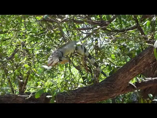 Video thumbnail for An Iguana on a Tree Eating Leaves