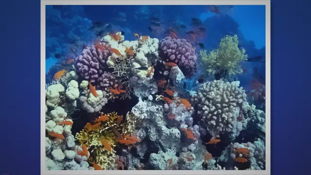 Video thumbnail for Types of Coral Reefs: Exploring the Diversity of Coral Reefs