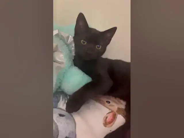 Video thumbnail for Let me be more like them so I can be closer to God ! #rescue #love #cats #god