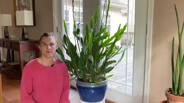 Video thumbnail for Epiphyllum spp Plant Update: Tips for Increased Flowering