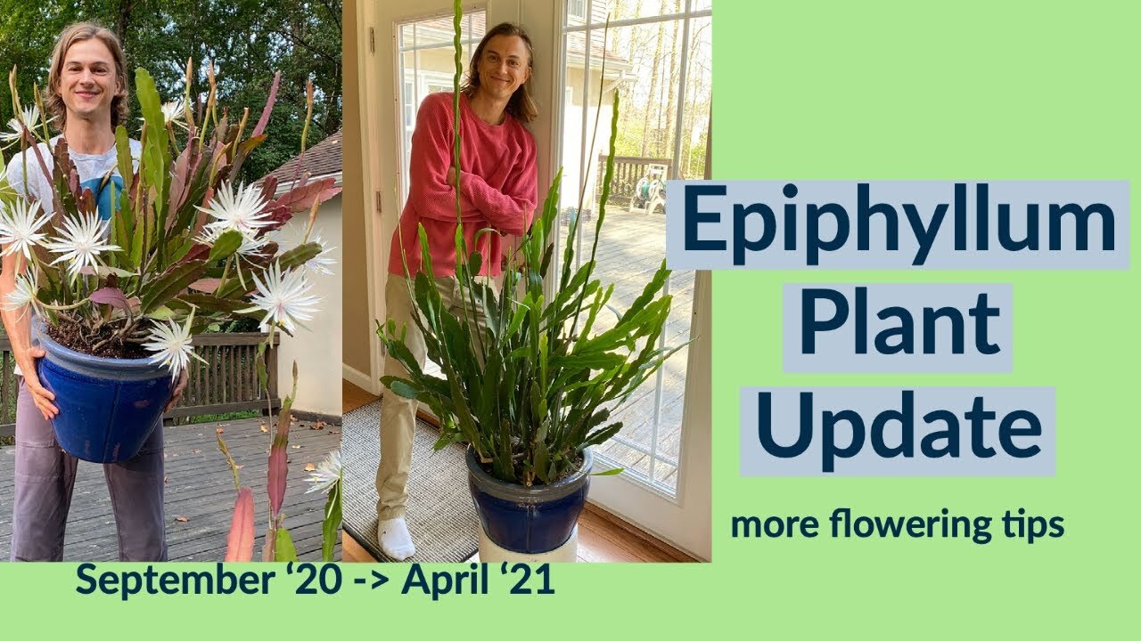 Video thumbnail for Epiphyllum spp Plant Update: Tips for Increased Flowering