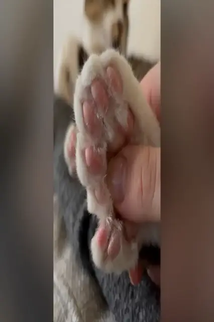 Video thumbnail for Most toes on a cat - 28 held by Toby Henderson