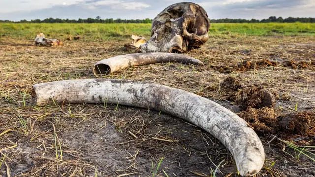 'Video thumbnail for Animal traffickers thrive as conservation funding dwindles: Nonprofits'