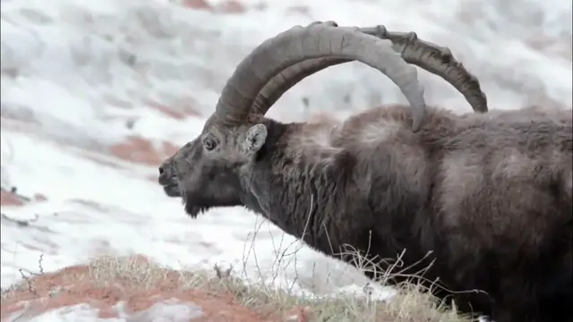 Video thumbnail for Markhor |  Snake Eater   Capra Falconeri  | Animal |