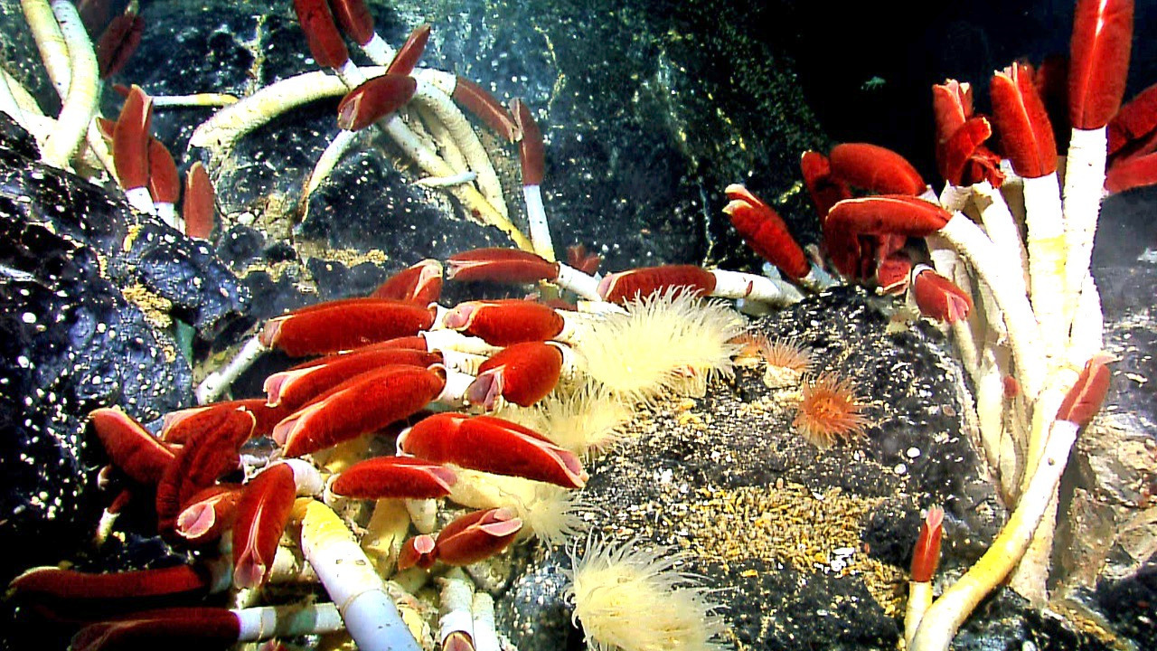 Video thumbnail for Marine researcher uncovers never-before-seen ecosystem beneath the Pacific seabed
