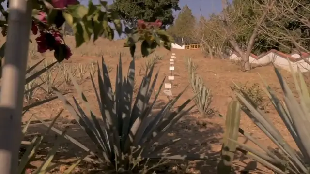 Video thumbnail for Drinking Expensive Tequila with Locals in Mexico