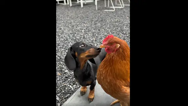 Video thumbnail for Dog Becomes Completely Fascinated by a Chicken