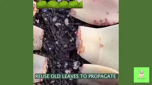 Video thumbnail for How I Propagate My Succulents
