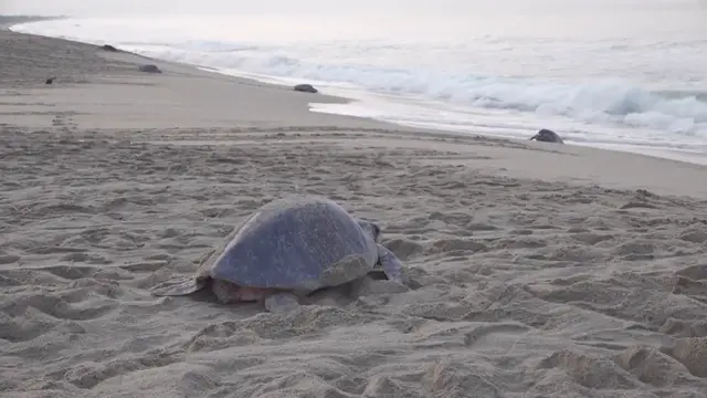 Video thumbnail for Spectacular turtle nesting event in southern Mexico