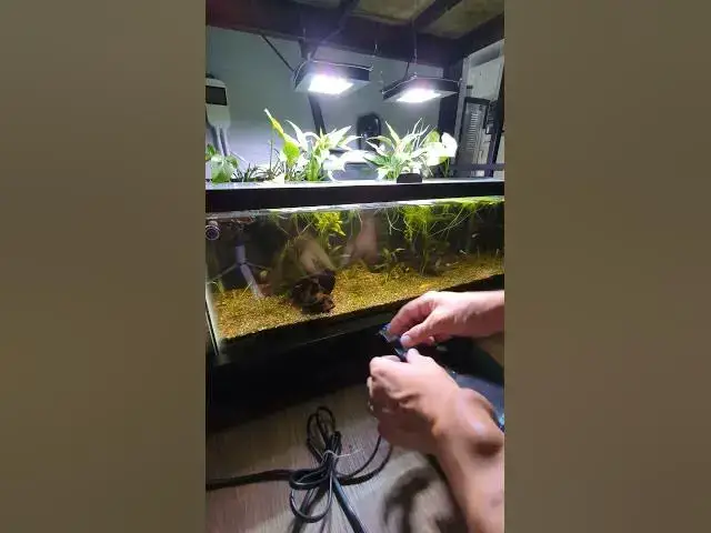 Video thumbnail for Modding the Seachem Tidals to cover the skimmer #seachem #tidal #mod #shorts