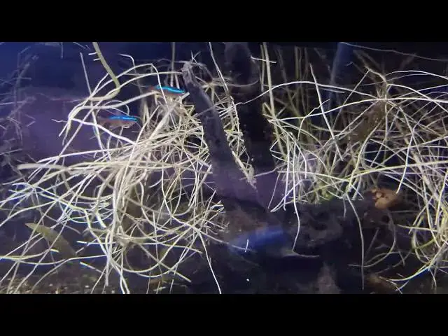 Video thumbnail for Aquarium Projects Revisited: DIY Planter Box & Screen Lid Updates