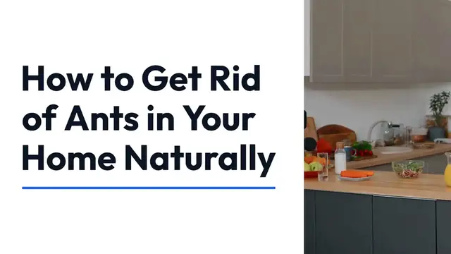 Video thumbnail for Effective Natural Ant Control Tips to Keep Your Home Pest-Free