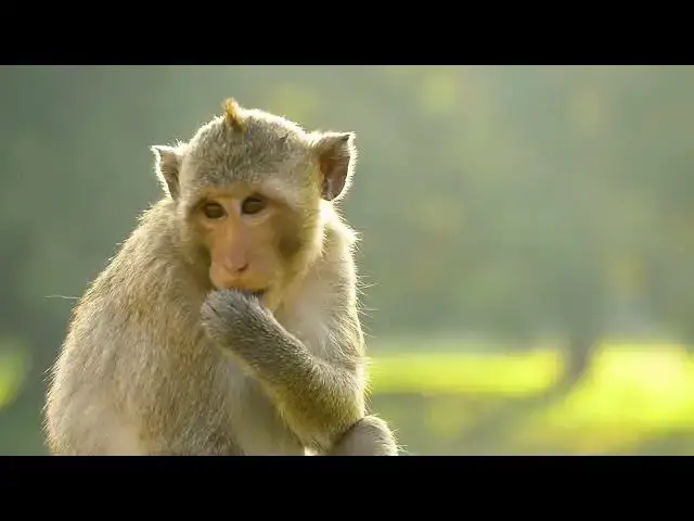 Video thumbnail for Cambodia Travel Vlog