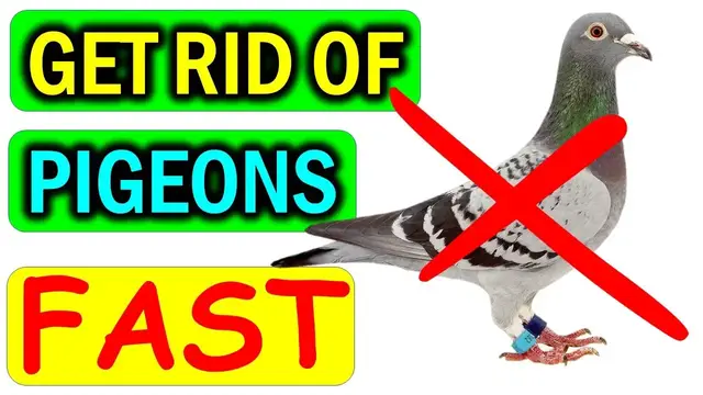 Video thumbnail for How to Get Rid of PIGEONS (From Balcony, Roof & Windows) Naturally