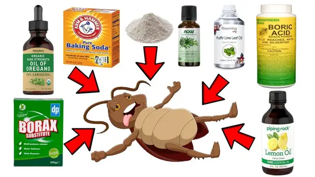 Video thumbnail for 8 Best Natural Baits to Eliminate Cockroaches Fast (DIY COCKROACH KILLER)