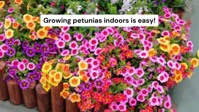 Video thumbnail for How to Grow Petunia Flowers Indoor
