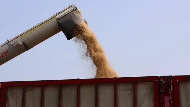 Video thumbnail for China: Summer wheat harvest in full swing in Shanxi's Qixian County.