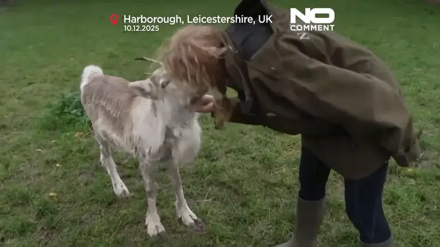 Video thumbnail for Reindeer Lars, hand-raised in UK, joins herd and prepares for Christmas