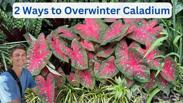 Video thumbnail for CALADIUM OVERWINTERING - 2 Easy Methods for Success - Tutorial
