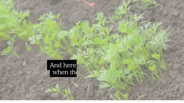 Video thumbnail for What do carrots look like when they sprout 🥕