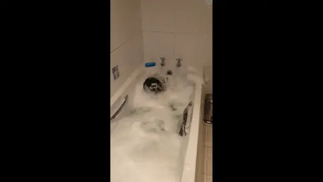 Video thumbnail for Puppy’s Bubble Bath Splash Party!
