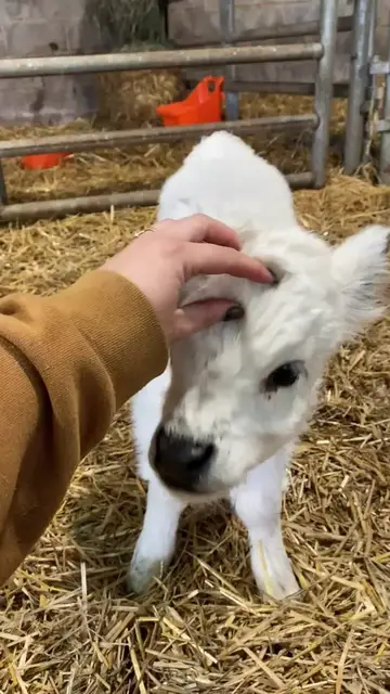 Video thumbnail for Fluffy White Calf Enjoying Gentle Head Scratches