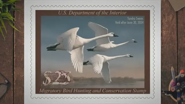 'Video thumbnail for How Much is a Kansas Duck Hunting License? Find out the Cost and Requirements'