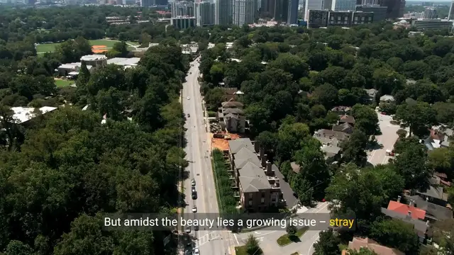 Video thumbnail for Rescuing Hope: Inside Georgia's Animal Shelters