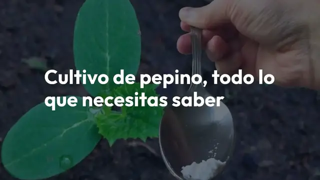 'Video thumbnail for Solo una cucharada por cada pepino que tengas en tu jardín y cosecharás el doble'
