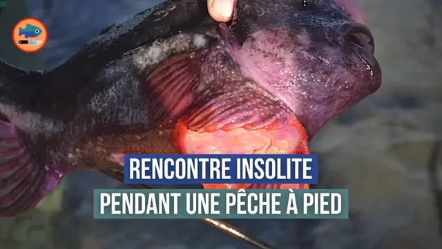 Video thumbnail for Rencontre insolite pendant une grande marée (Coef 119)