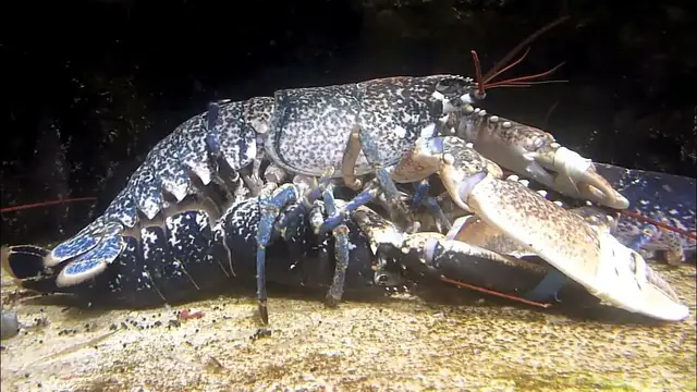 Video thumbnail for Les amours des homards