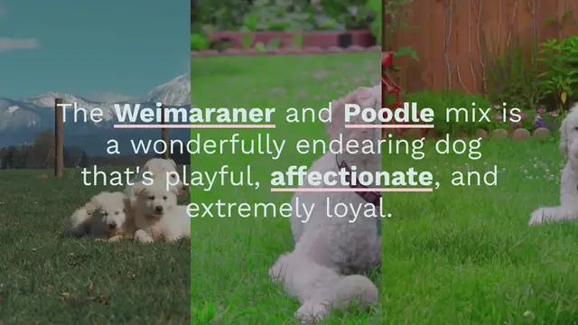 Video thumbnail for Weimardoodle : everything you should know about this mixed breed